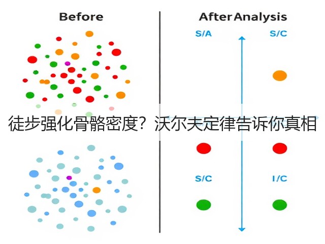 徒步强化骨骼密度?沃尔夫定律告诉你真相(图2) 徒步强化骨骼密度?沃尔夫定律告诉你真相(图2)