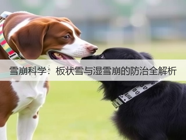 雪崩科学：板状雪与湿雪崩的防治全解析(图1)