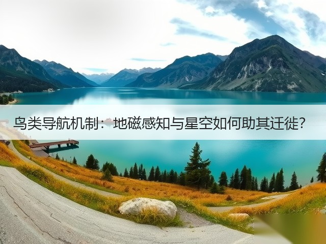 鸟类导航机制：地磁感知与星空如何助其迁徙？(图1)