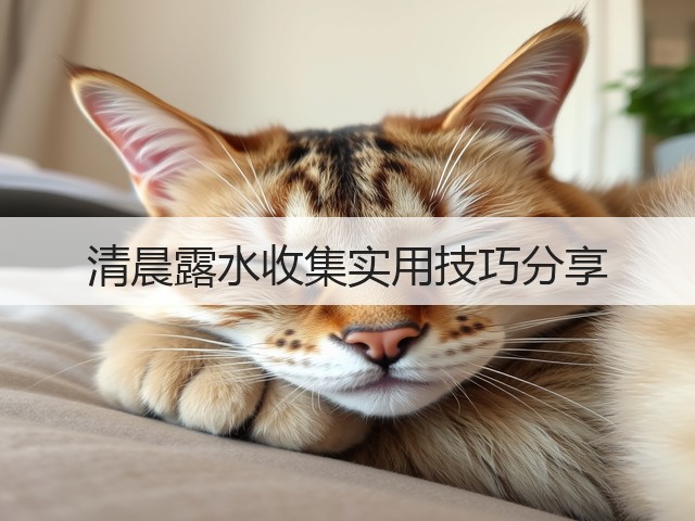 清晨露水收集实用技巧分享(图2) 清晨露水收集实用技巧分享(图2)